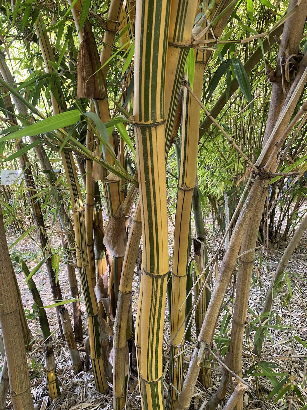 Bildet viser en bambus-stamme