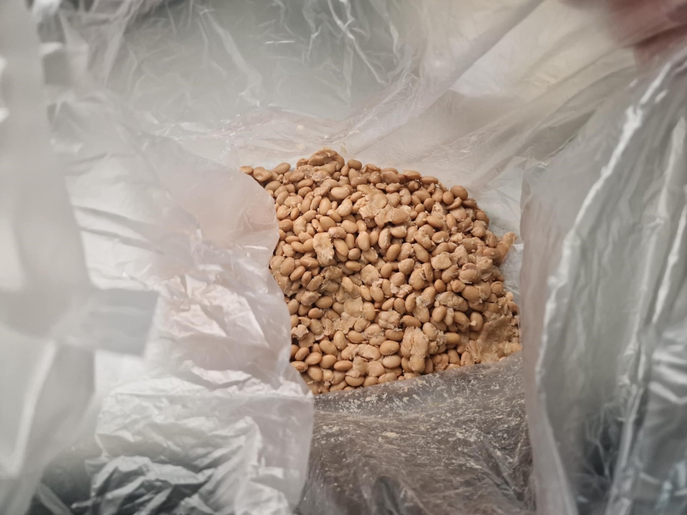 Bildet viser soyabønner, som er en viktig ingrediens i miso