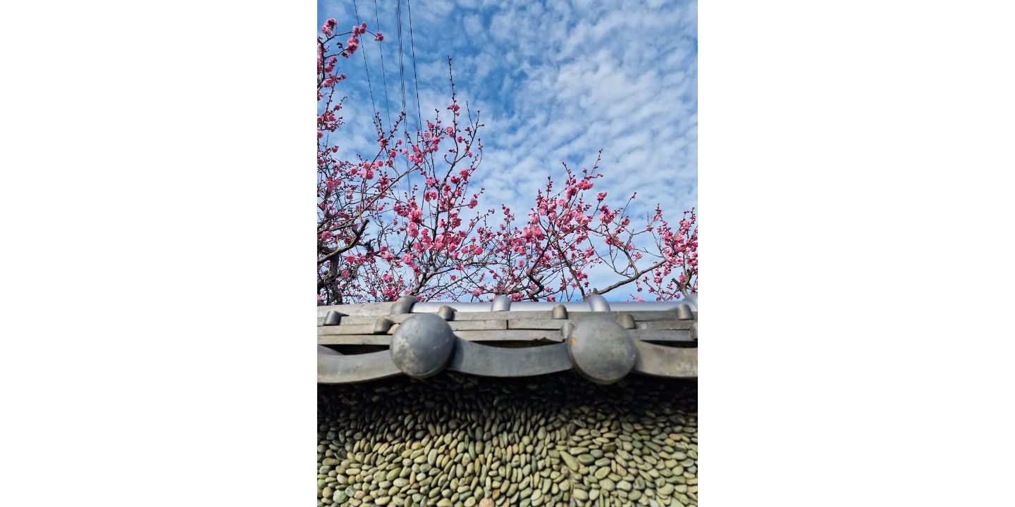 Bildet viser japanske plommeblomster