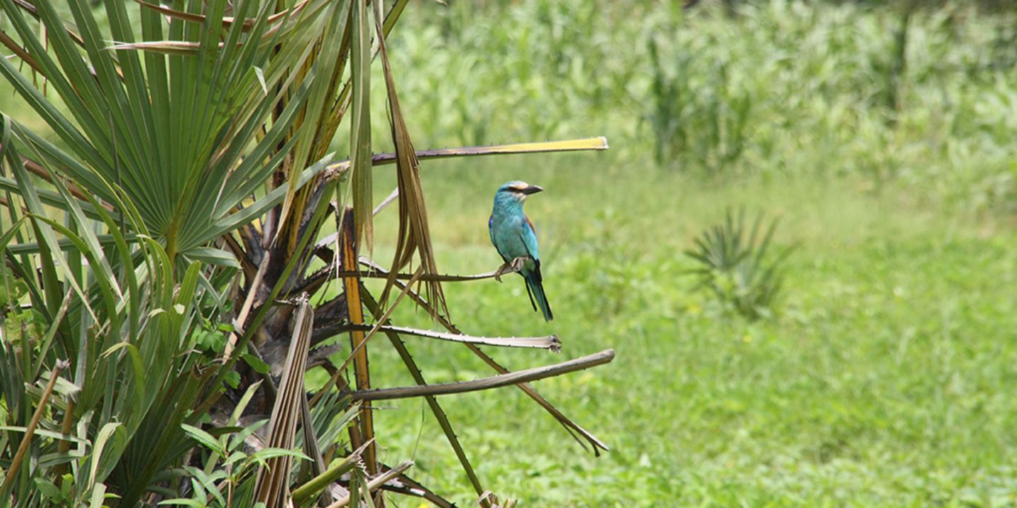 Bildet viser en fugl sittende på en gren