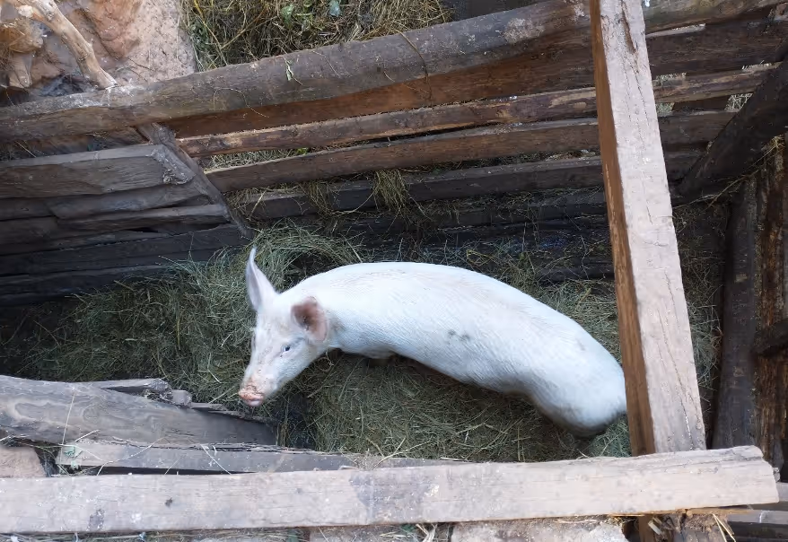 Bildet viser en gris