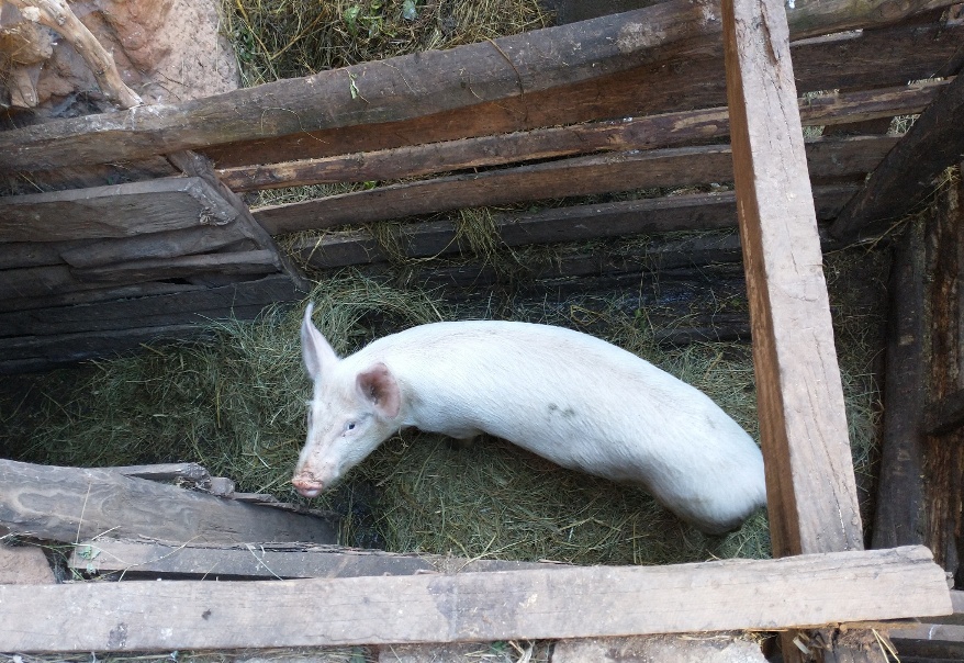 Bildet viser en gris