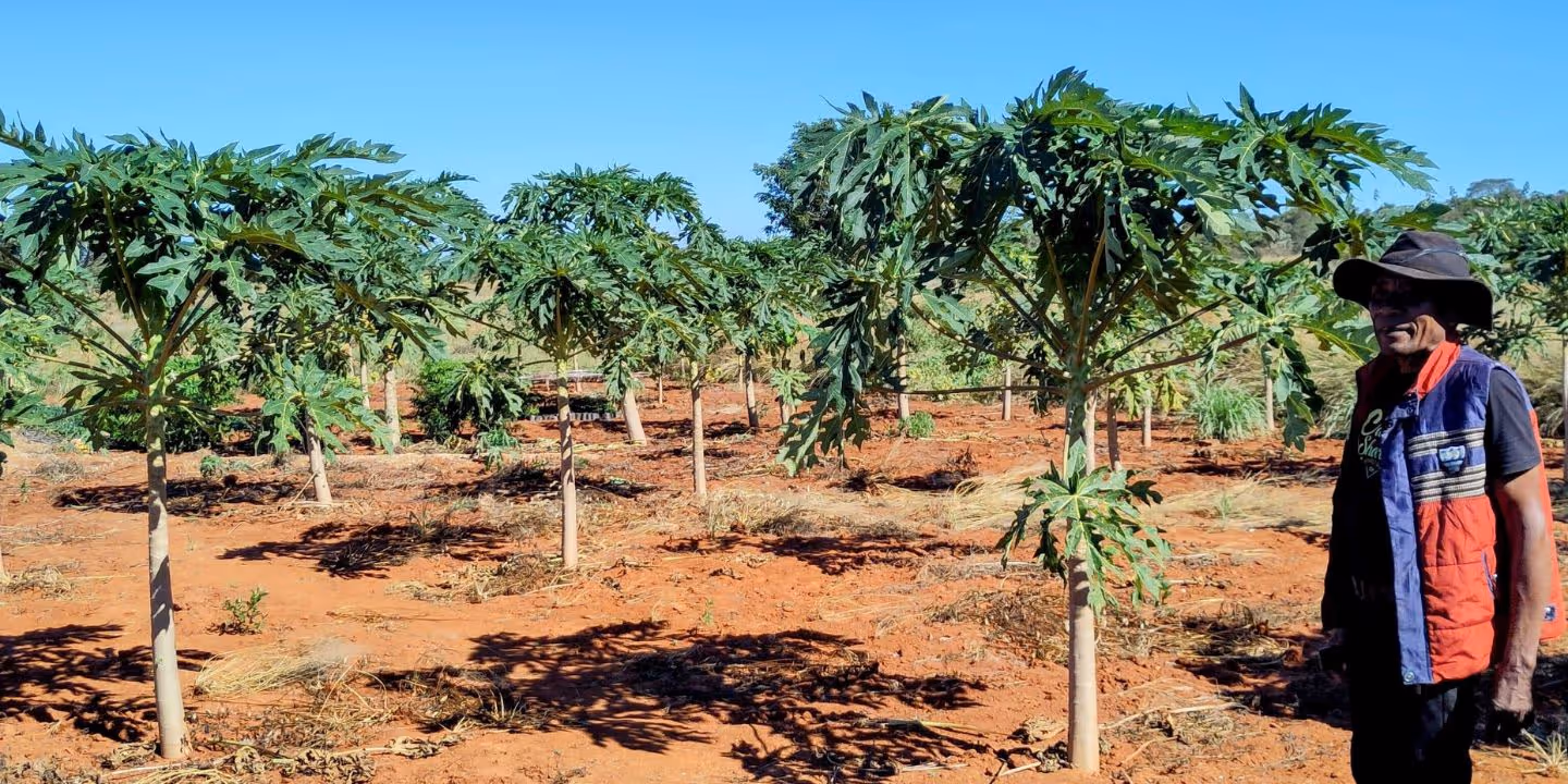 Bildet viser et tørt landskap med diverse vekster, samt en person som står til venstre i bildet