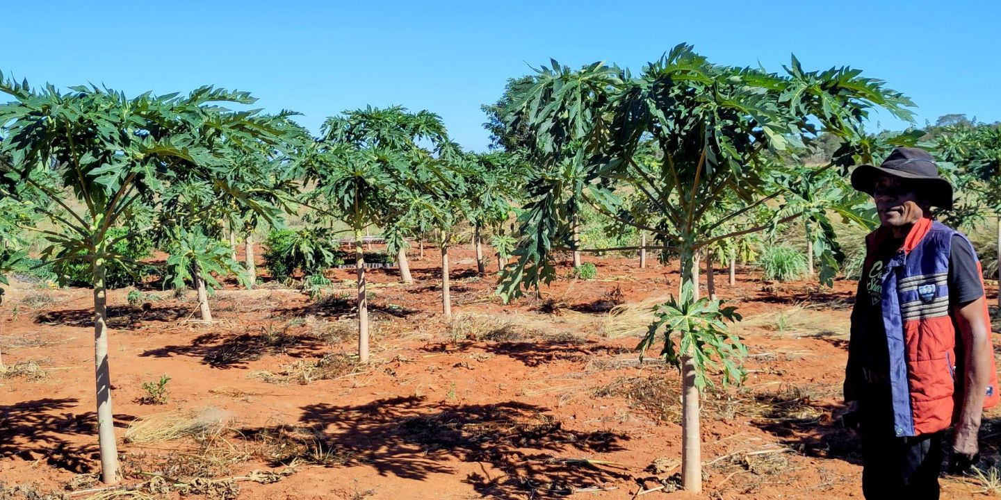 Bildet viser et tørt landskap med diverse vekster, samt en person som står til venstre i bildet