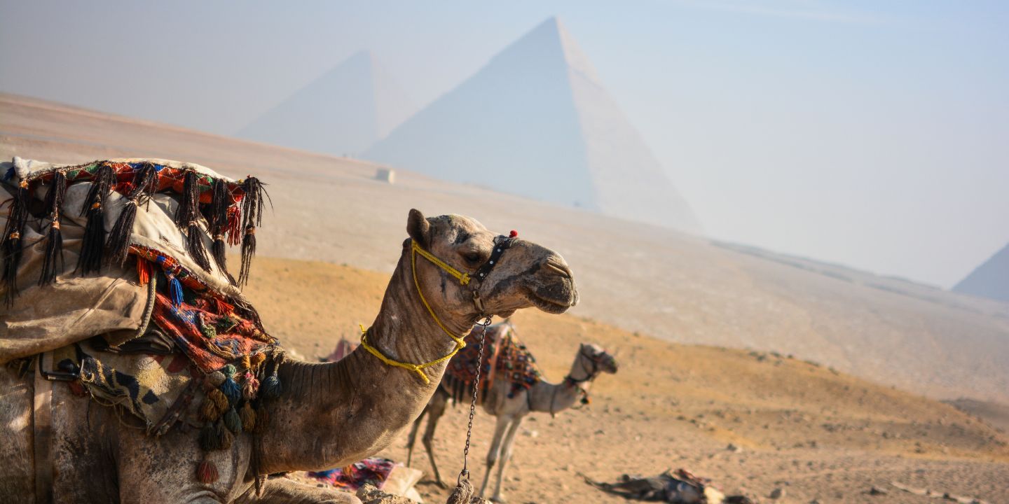 Bildet viser kameler i en ørken med pyramider i bakgrunnen