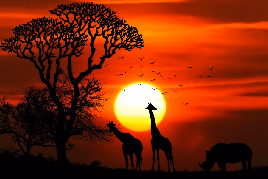 Bildet viser en afrikansk solnedgang hvor vi kan se konturen av to sjiraffer