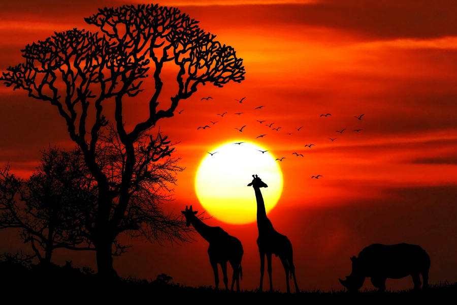 Bildet viser en afrikansk solnedgang hvor vi kan se konturen av to sjiraffer
