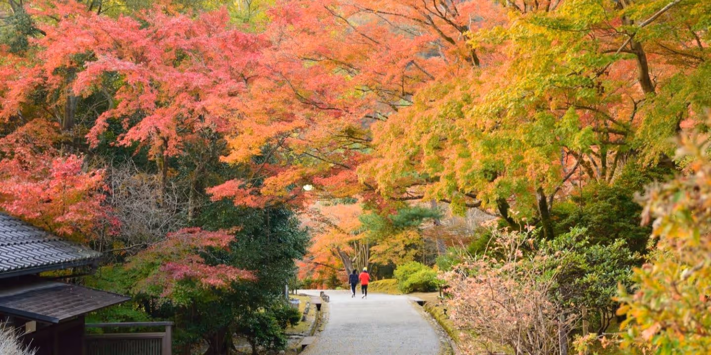 Sakuratre