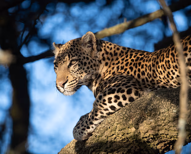 A majestic leopard at rest on a tree branch against a serene blue sky backdrop wildlife.