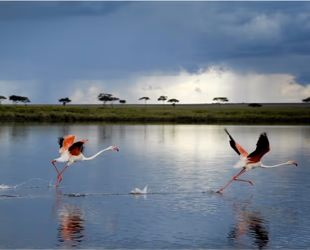 Tall, vibrant flamingos take flight over serene lakes with lush greenery amidst stormy skies.