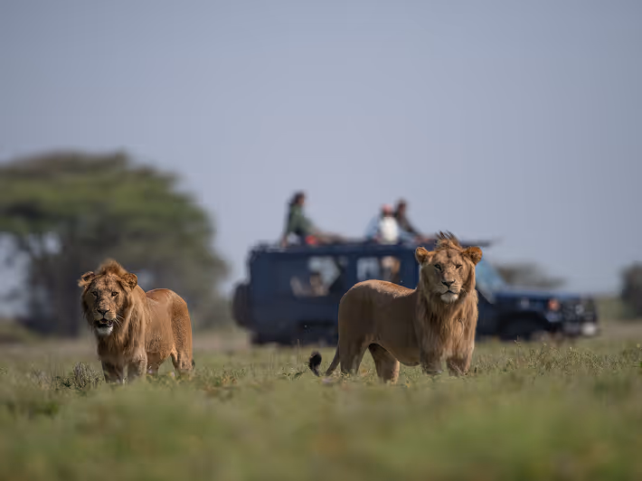 Majestic male lions in the wild with tourists on a thrilling safari adventure experience.