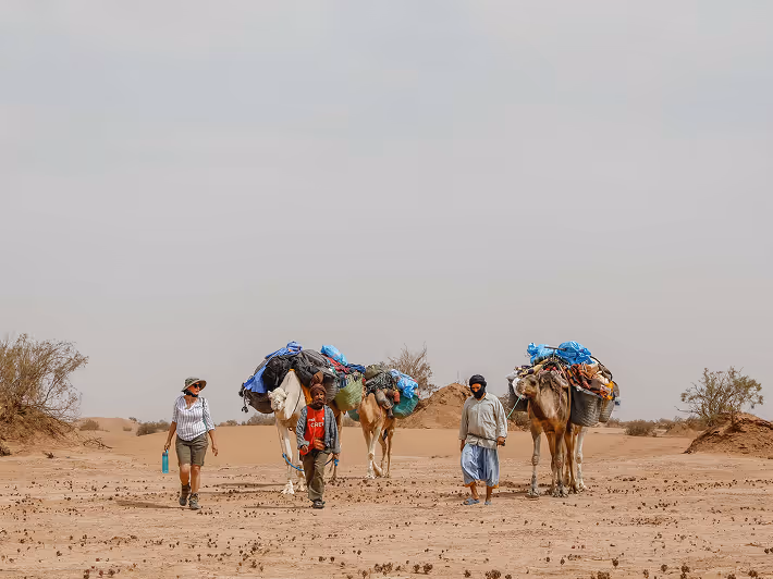 Desert travelers navigate sandy dunes and shrubs on camels in arid desert landscape scenery.