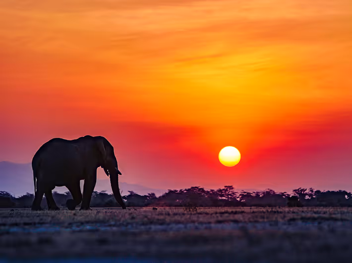 Elephant walking alone in a vibrant orange savannah sunset background landscape African wildlife.