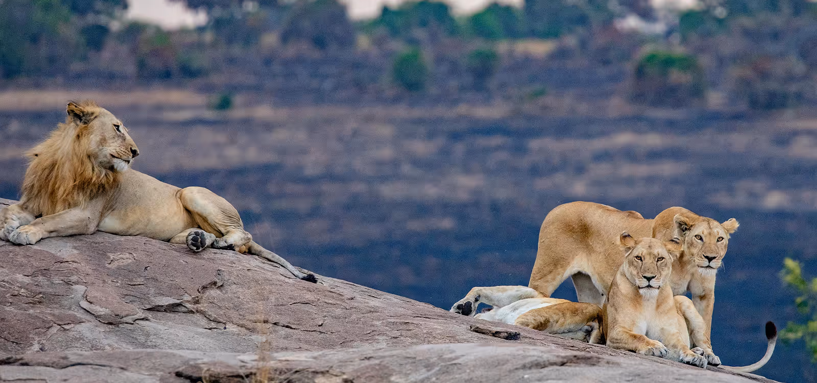 Lion and lionesses resting together on a rocky outcrop in savannah wildlife habitat.