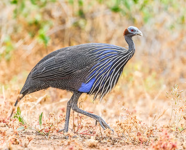 Vibrant guinea fowl struts through dry grass with stunning blue and white plumage.