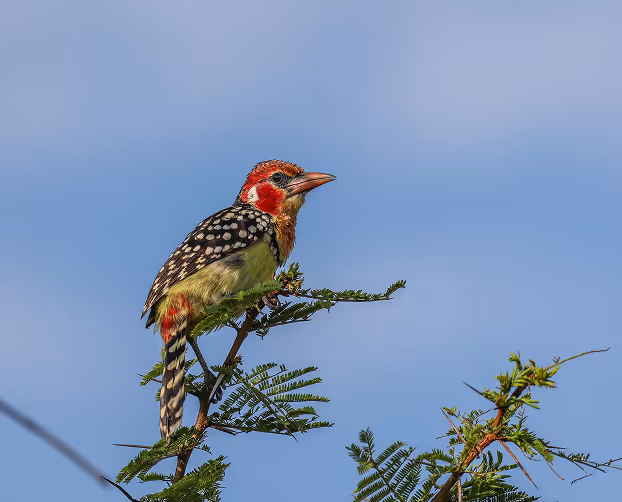 A vibrant red and black woodpecker perched on a lush green tree branch in nature.