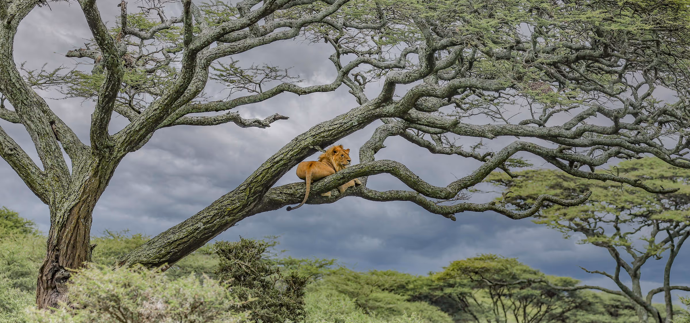 A majestic lion relaxing on a branch in the African savannah landscape.