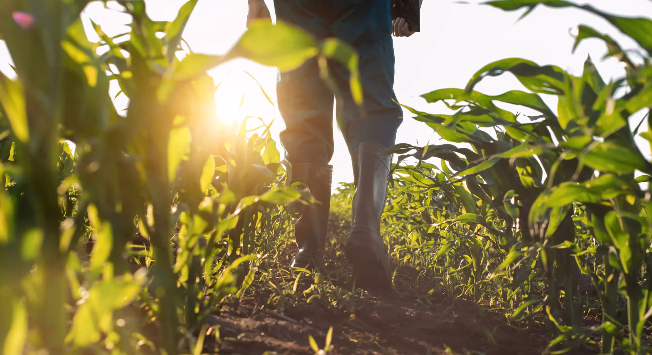 Photo of a person walking into a field at sunrise