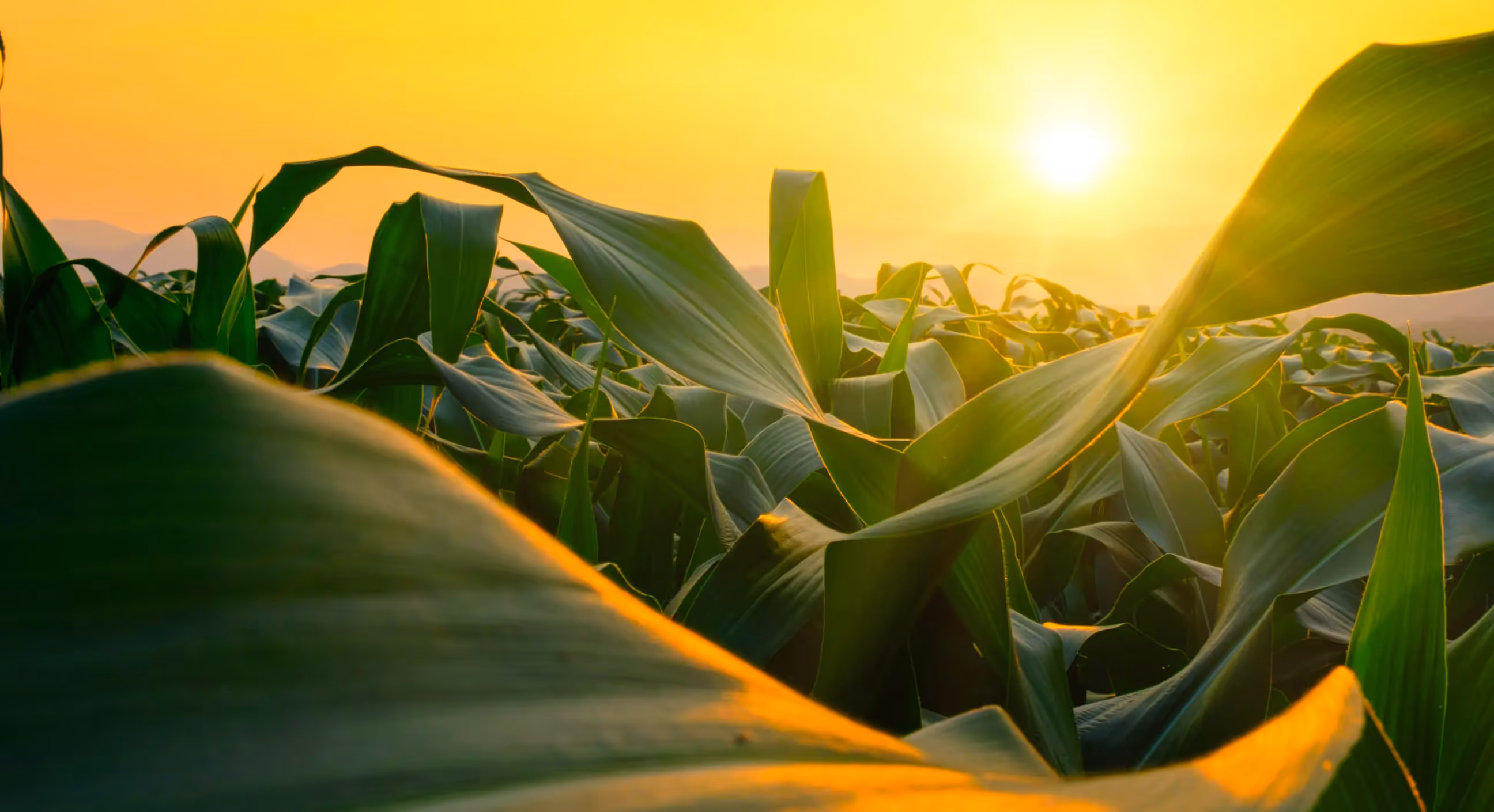 Photo of a field at sunset