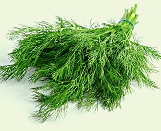 Dill: delicious with fish and shellfish