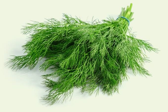 Dill: delicious with fish and shellfish