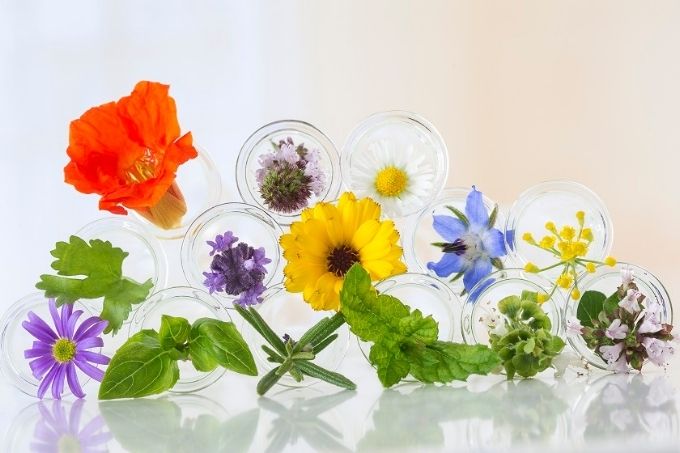 A selection of flowers that can you eat