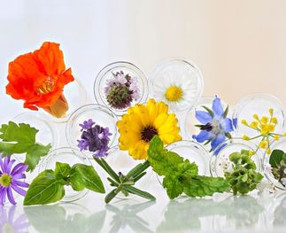 A selection of flowers that can you eat
