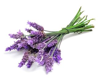 Can you eat lavender?