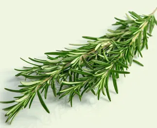 Rosemary: a fragrant, characterful forget-me-not