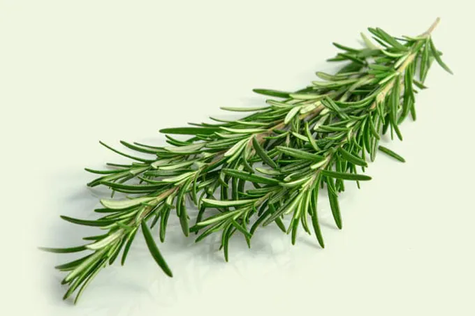 Rosemary: a fragrant, characterful forget-me-not