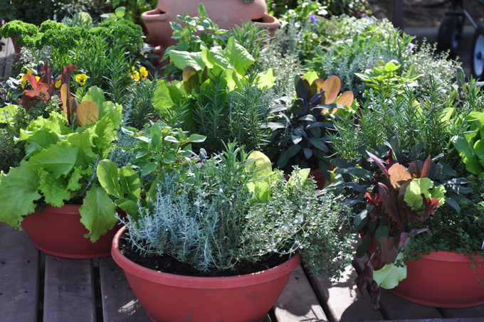 Where can I buy herbs in bulk?