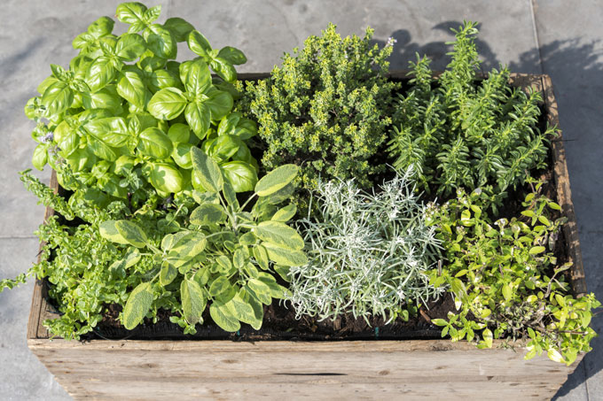 Tips for buying wholesale herbs