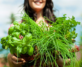 Où puis-je trouver le meilleur fournisseur herboristerie pour des herbes fraîches?