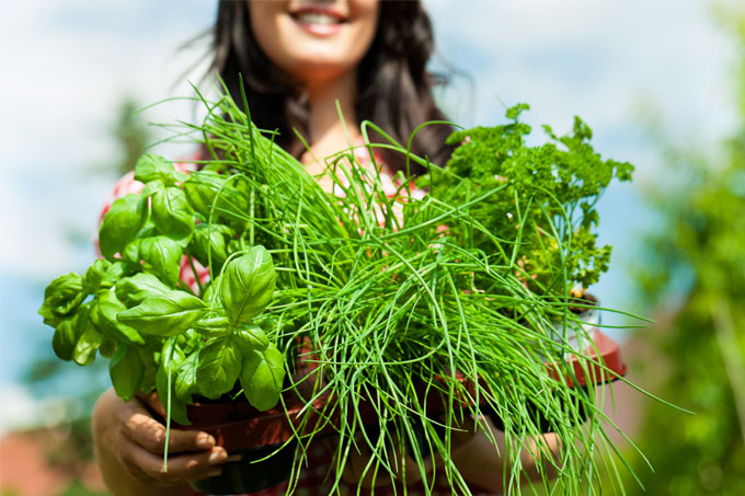 Où puis-je trouver le meilleur fournisseur herboristerie pour des herbes fraîches?