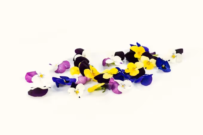 Violettes comestibles : de la décoration naturelle à l'aspirine naturelle