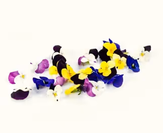 Violettes comestibles : de la décoration naturelle à l'aspirine naturelle