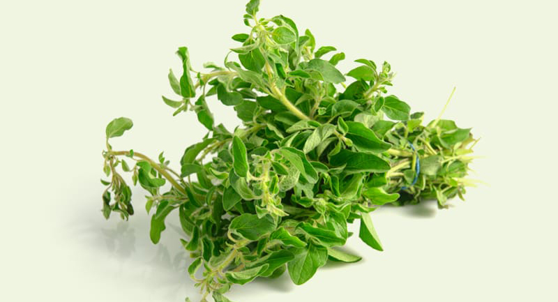 Oregano Gebruik