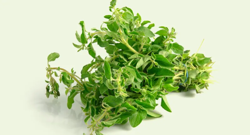Oregano: een zoet en kruidig geschenk van Aphrodite