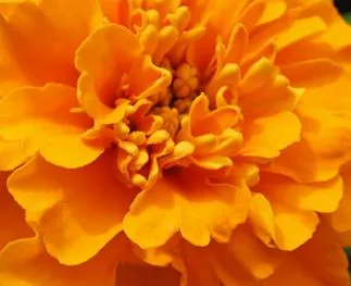 Afrikaantjes bloemen: kleurrijk én lekker!