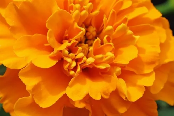 Afrikaantjes bloemen: kleurrijk én lekker!