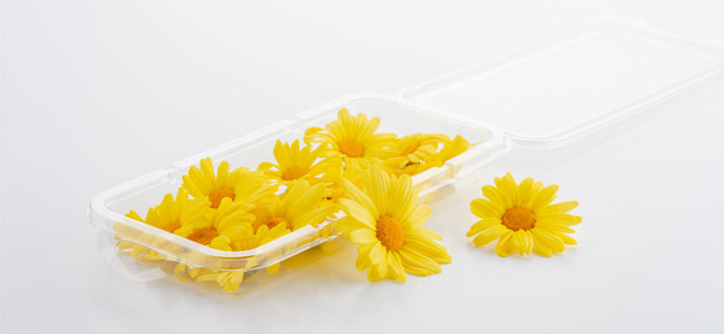 Eetbare bloemen bestellen madeliefjes