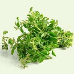 Oregano