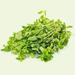 Marjolein