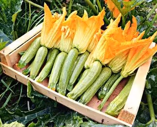 Courgettebloemen: prachtig én overheerlijk