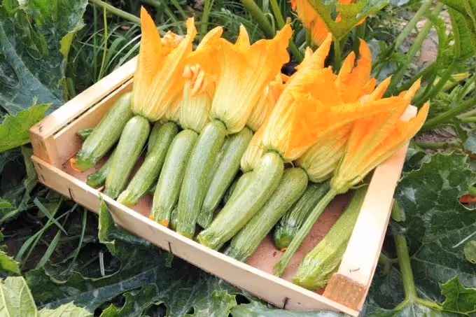 Courgettebloemen: prachtig én overheerlijk
