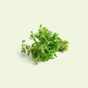 Oregano