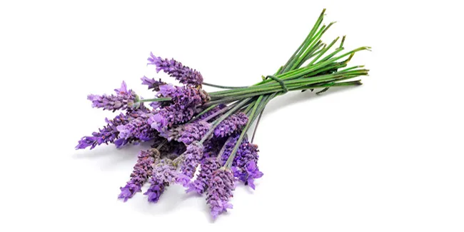 Lavendel eetbare bloemetjes