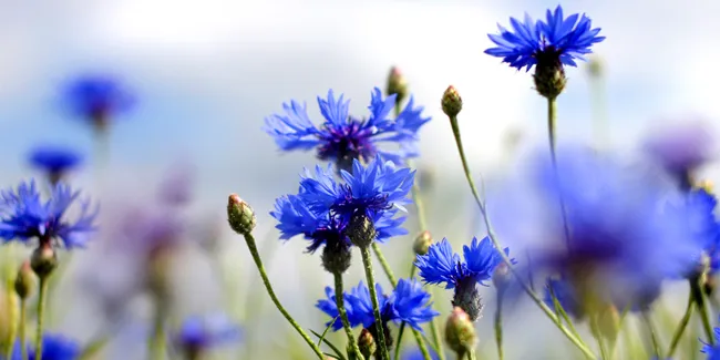 Korenbloem eetbare bloemetjes