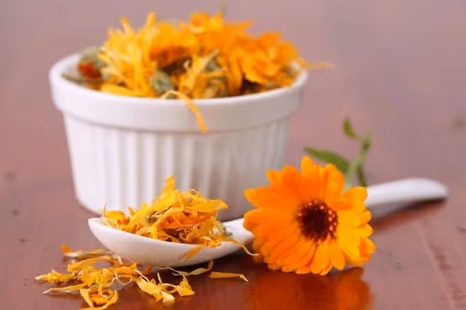 Goudsbloem kopen? Een lekkernij, geneesmiddel en natuurlijke verf!