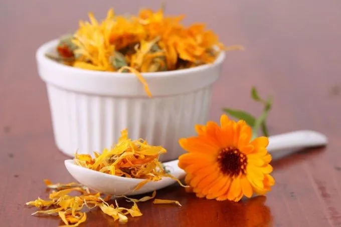 Goudsbloem kopen? Een lekkernij, geneesmiddel en natuurlijke verf!